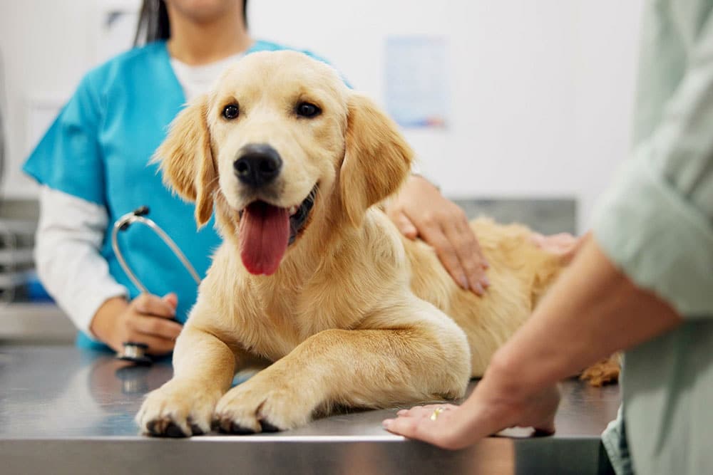 Happy Golden Retriever at the vet during a wellness visit at Animal Hospital Southwest TX