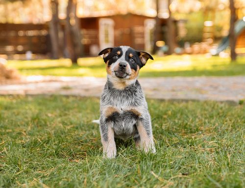 A retirement home for pets?
