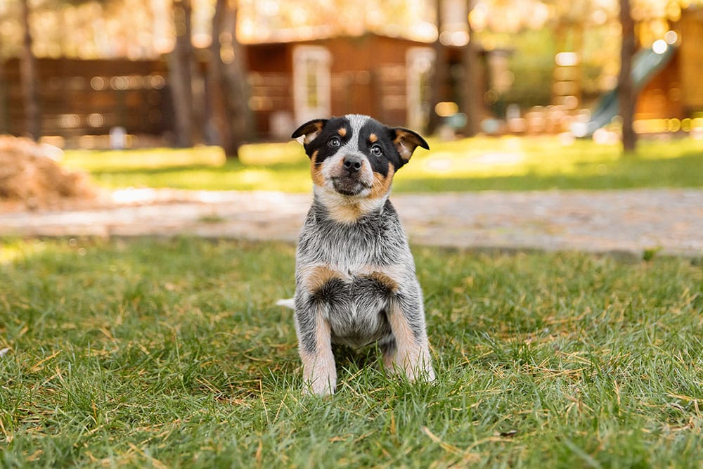 Elderly pets resting comfortably at a retirement home facility for senior animals