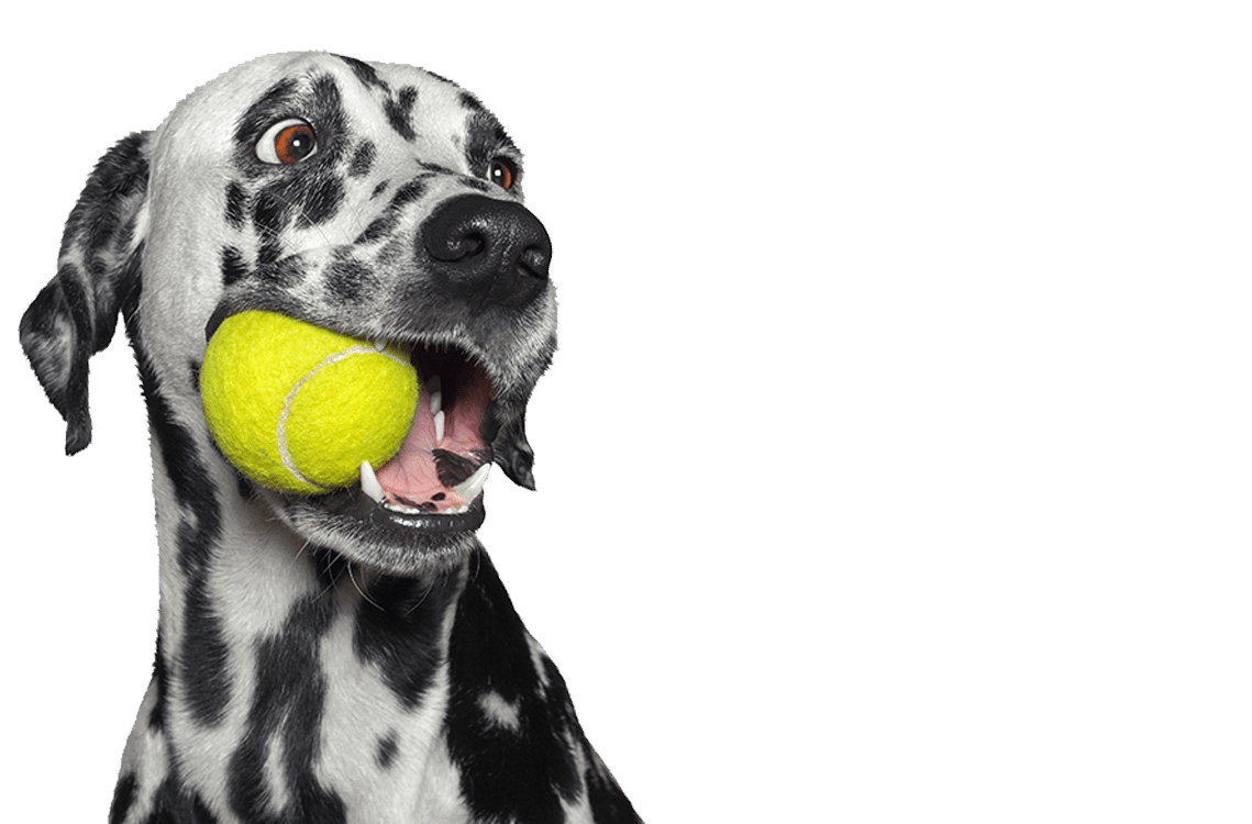 AAHA-accredited animal hospital badge for Animal Hospital Southwest in Fort Worth, TX
