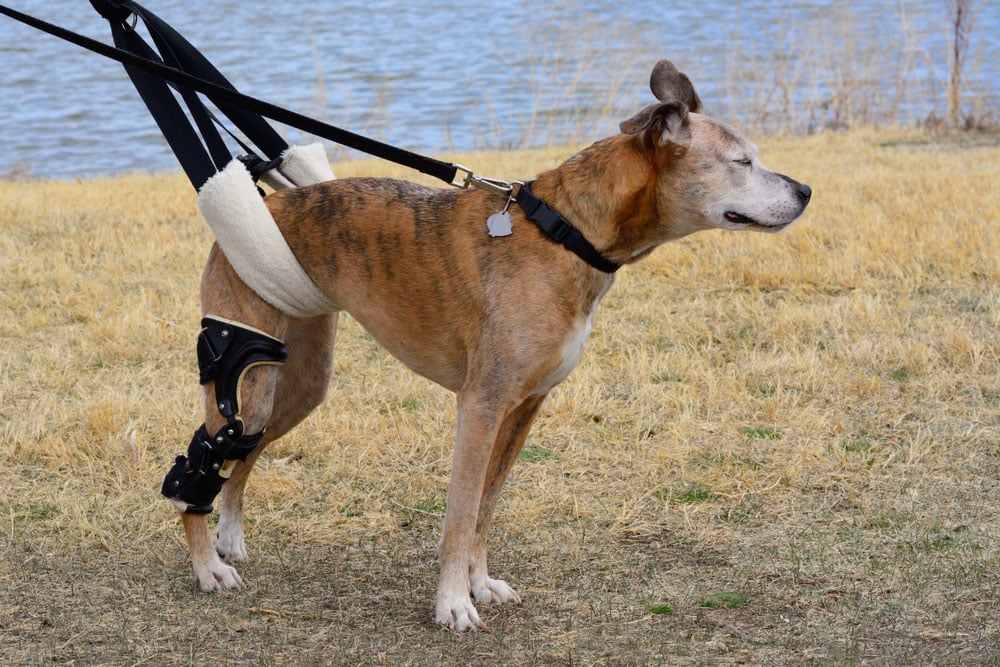 Diagram illustrating ACL and CCL ligament injury in dogs for veterinary patient education