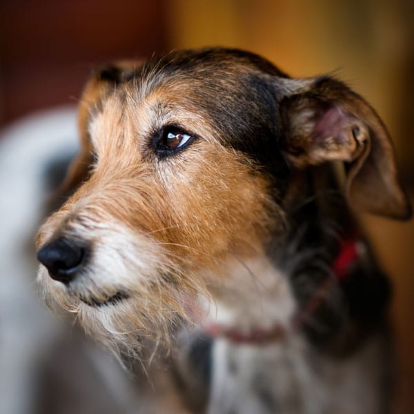 Veterinarian or staff member at Animal Hospital Southwest providing compassionate pet care
