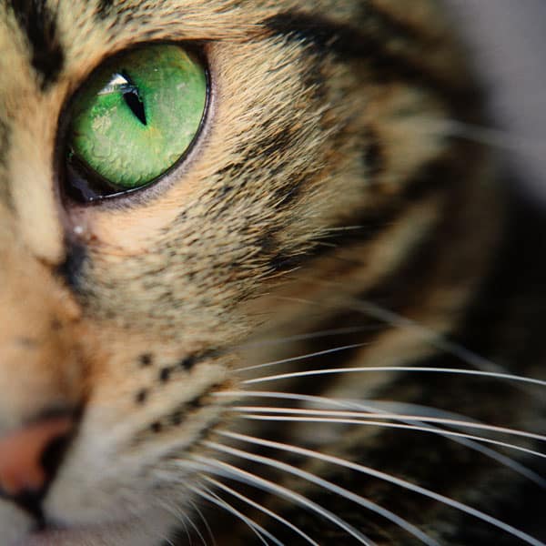 Animal Hospital Southwest veterinary professional with a pet patient in Fort Worth, TX
