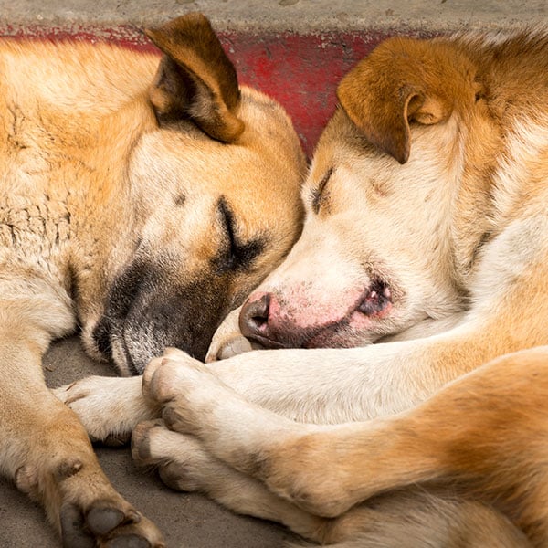 Animal Hospital Southwest veterinary team member caring for a patient in Fort Worth, TX
