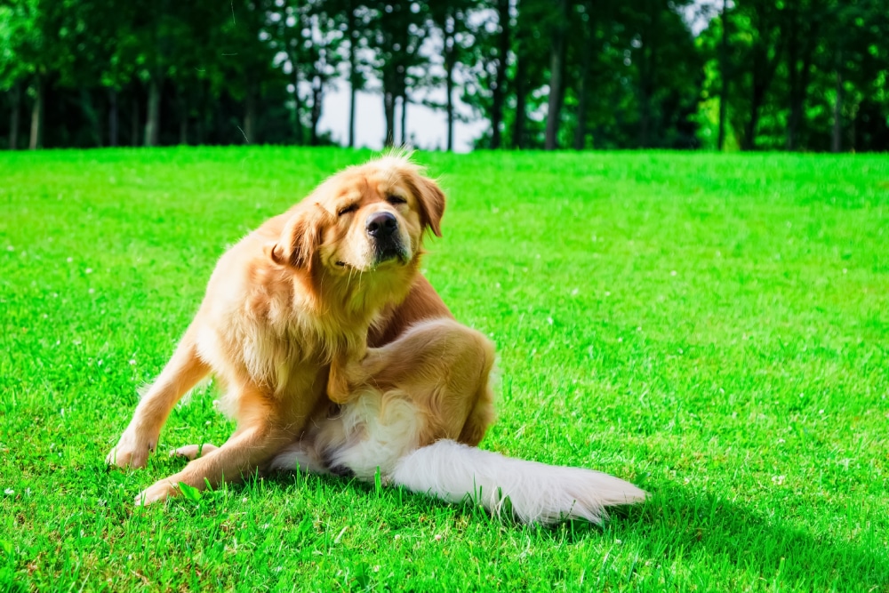 Dog scratching irritated skin due to allergies while being examined for allergy-related itching and skin discomfort at a veterinary clinic. [1]: https://medlineplus.gov/ency/imagepages/19344.htm?utm_source=chatgpt.com "Allergy skin prick or scratch test: MedlinePlus Medical Encyclopedia Image