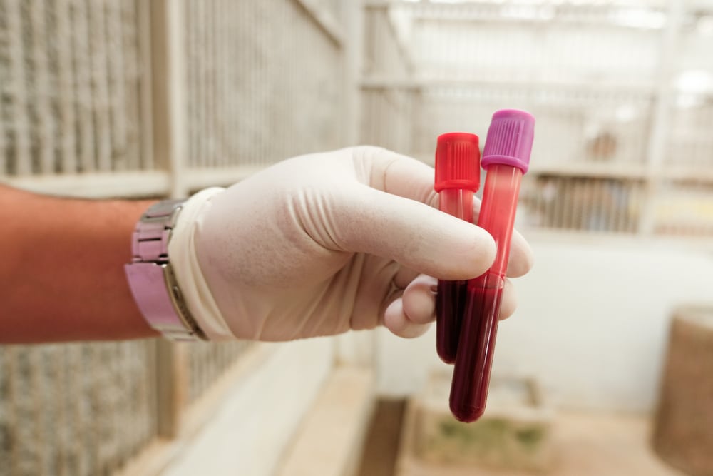 Annual blood sample collection from a dog for routine veterinary health screening