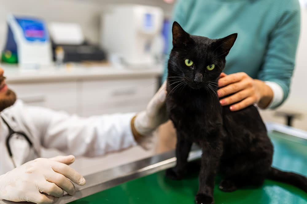 A black cat with green eyes being examined by a veterinarian in white gloves and a lab coat.