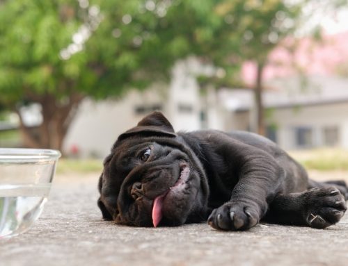 How Fast Can a Fort Worth Summer Push a Dog or Cat Into Heat Stroke?