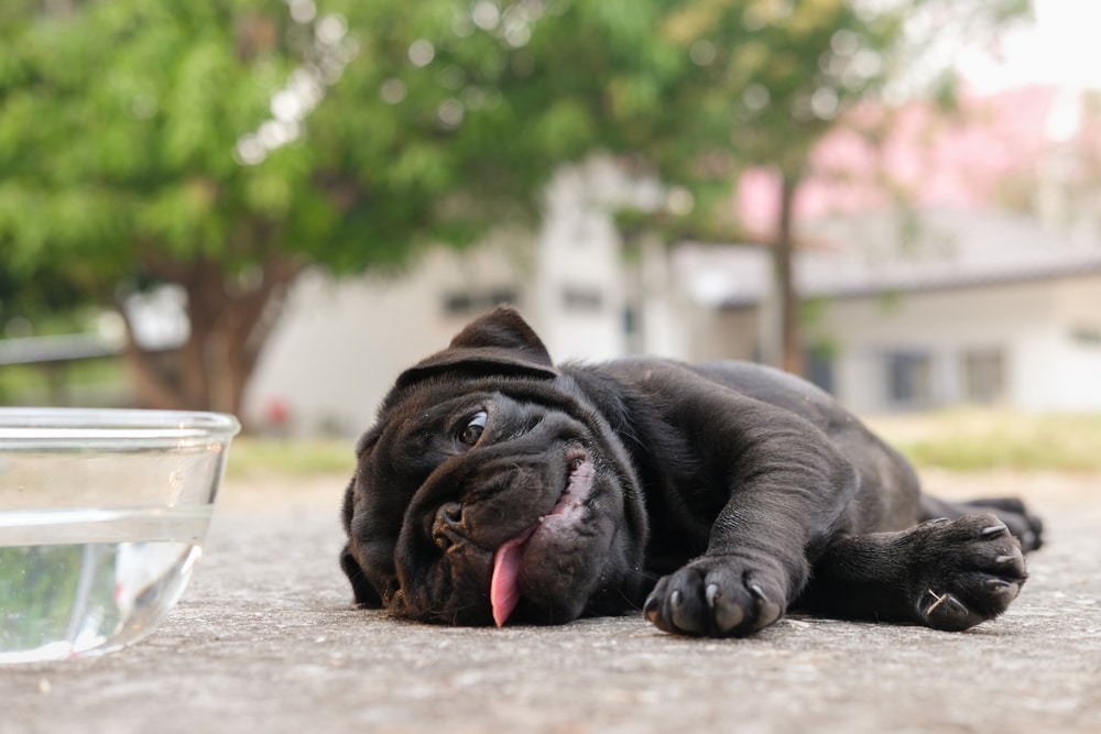 A black pug puppy lying on the ground outdoors next to a clear glass bowl of water with its tongue sticking out.