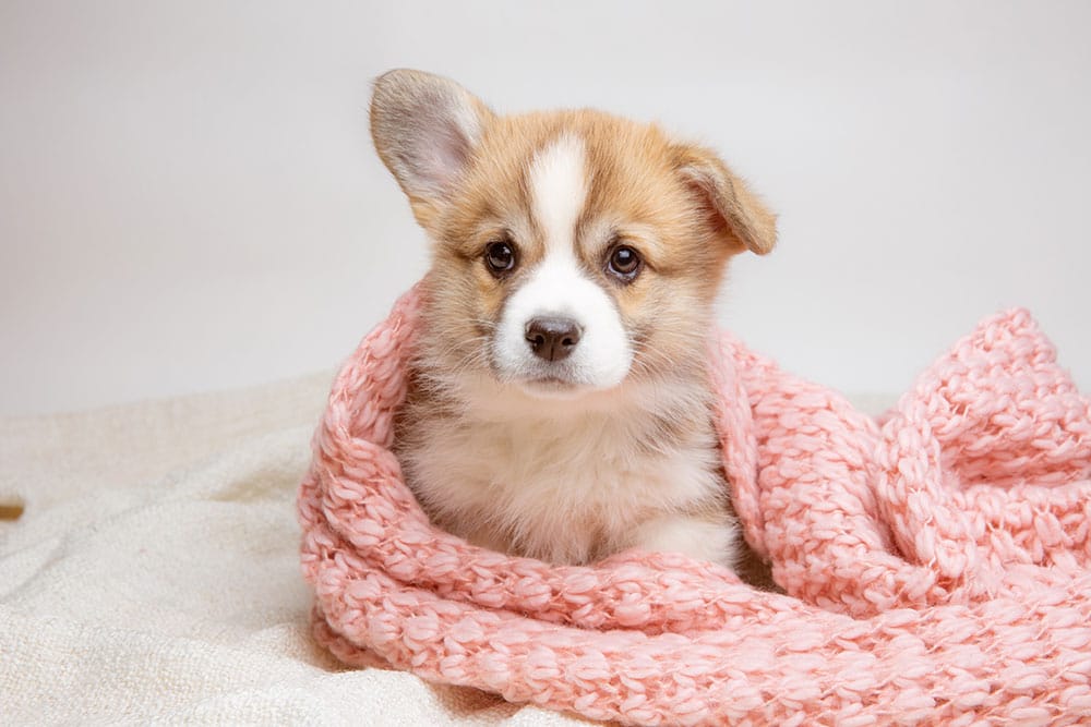 Dog in winter weather — tips for keeping your pet safe in cold temperatures from Animal Hospital Southwest