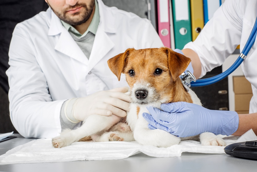 Veterinarian and vet assistant treating a dog for canine bloat at Animal Hospital Southwest