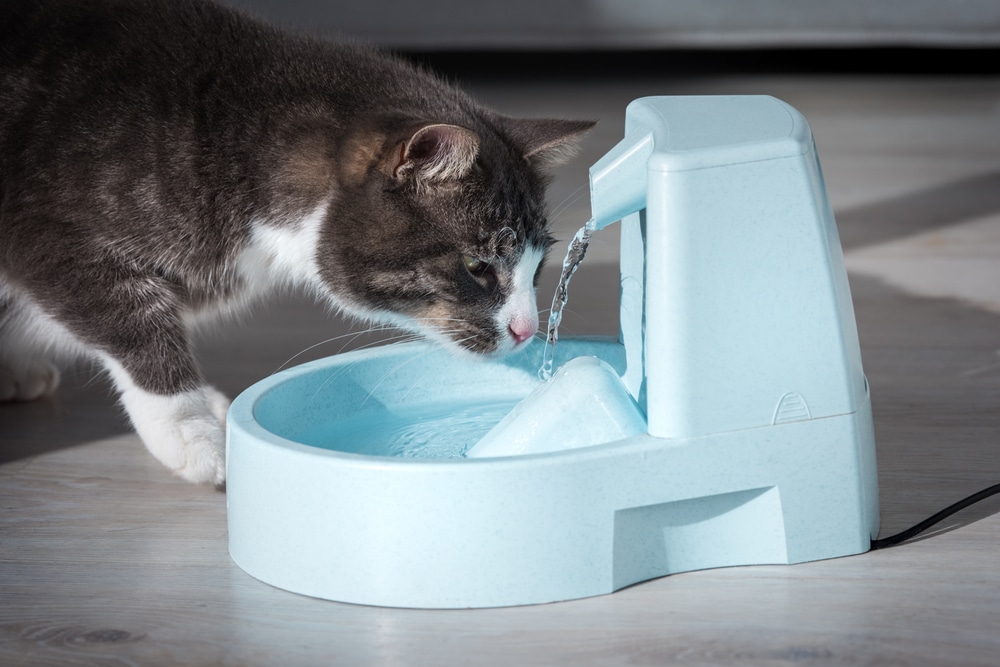 Domestic cat drinking water from a dispenser — pet hydration and wellness tips