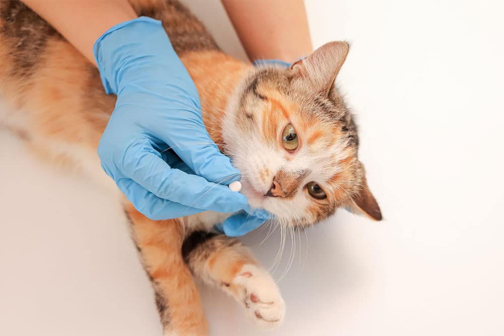 Veterinarian administering medication to a cat using an oral syringe during a veterinary treatment appointment.