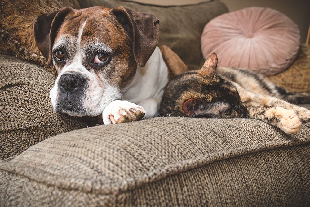 Cozy companion pets resting together, representing comfort and loving pet care at Animal Hospital Southwest