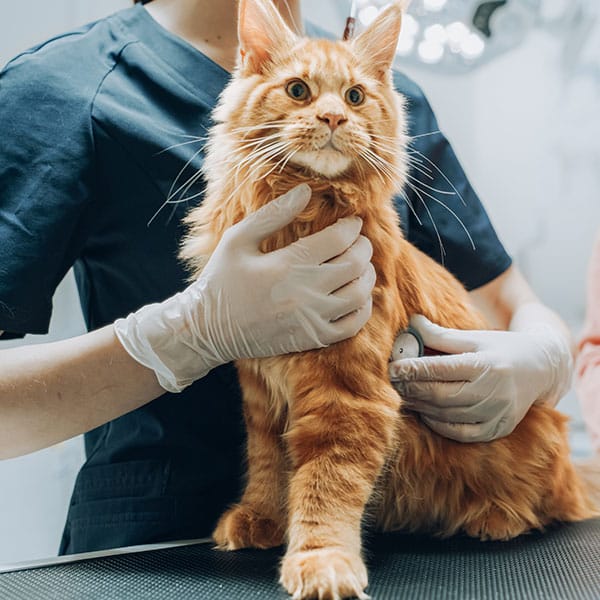 Veterinarian evaluating a difficult case at Animal Hospital Southwest, Fort Worth, TX
