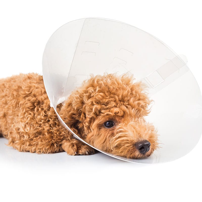 Veterinary team member providing advanced care for a challenging pet medical case
