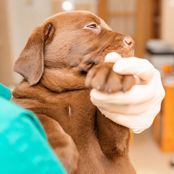 Veterinarian assessing a complex animal case at Animal Hospital Southwest in Fort Worth, TX
