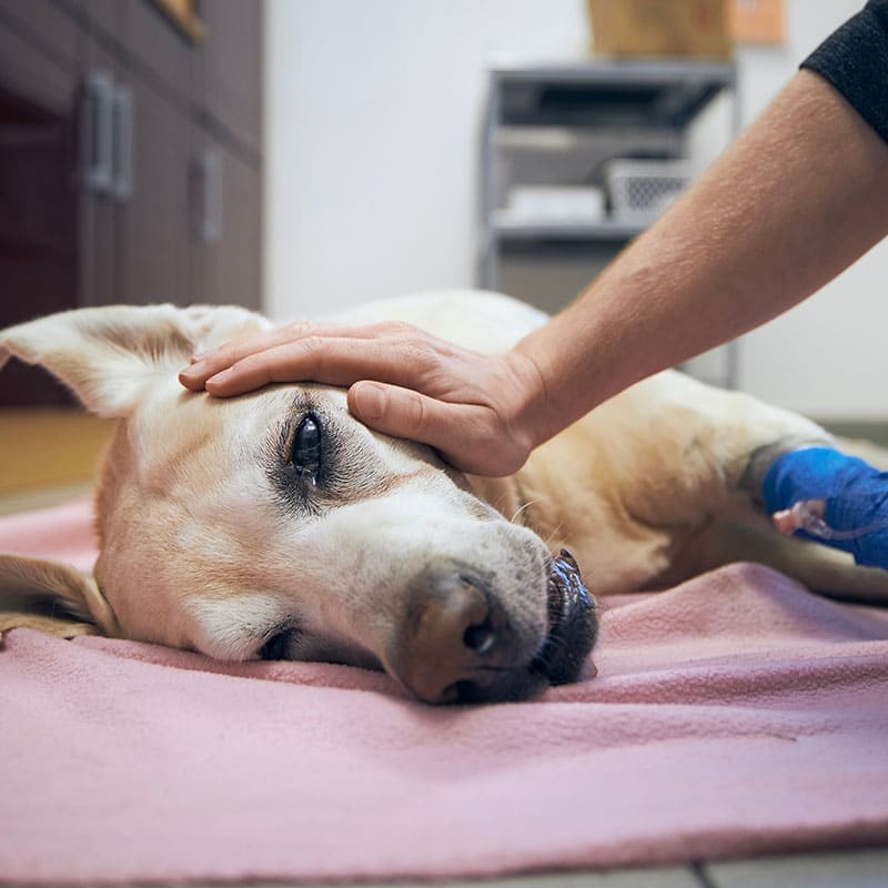 Veterinary professional treating a difficult pet health case at Animal Hospital Southwest
