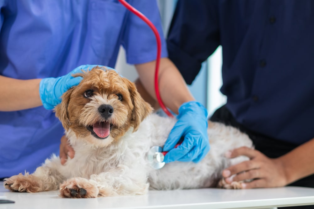 Dog wellness exam with vet checking dog’s health.