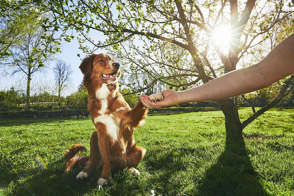 Dog practicing obedience training outdoors — behavioral wellness care in Fort Worth TX