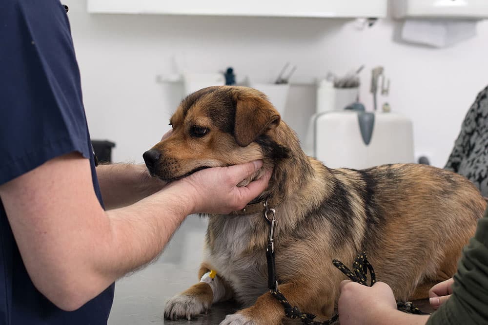 Dog sitting calmly at a vet clinic exam table during a general veterinary care visit