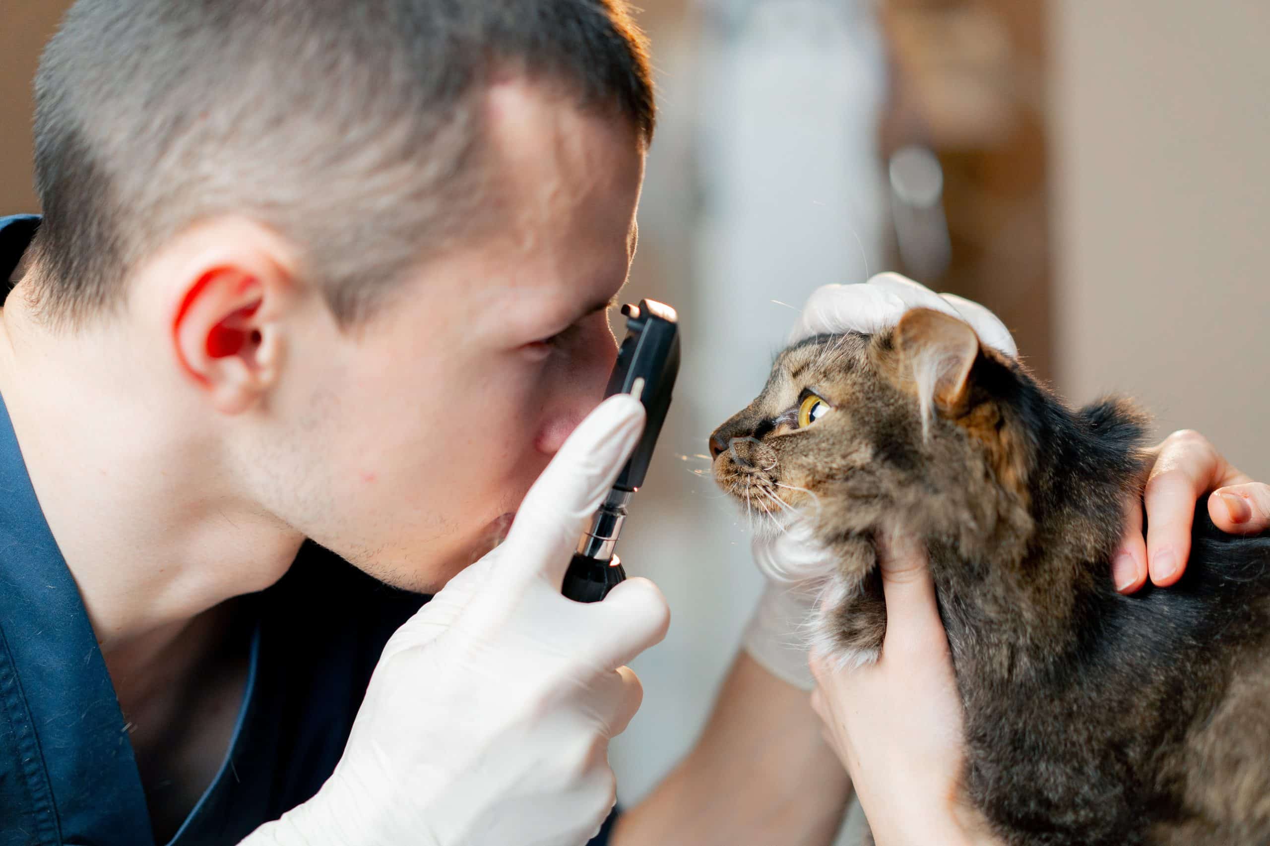 Veterinarian examining a pet's eye condition up close during a veterinary clinic visit