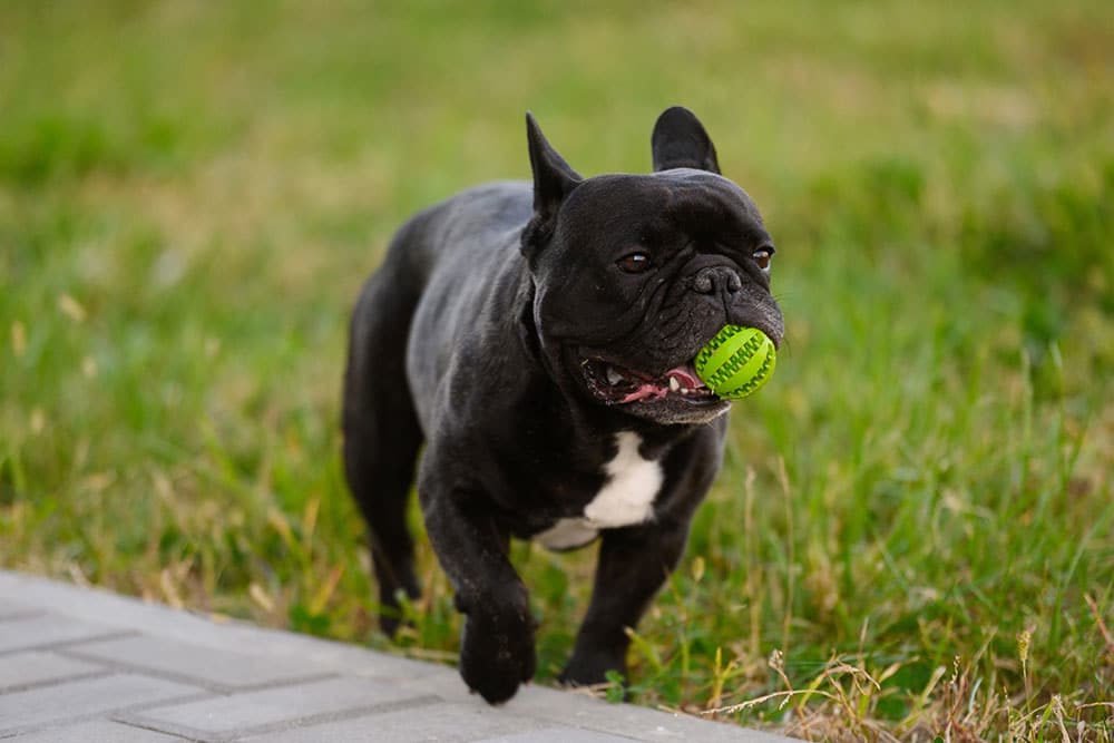 Playful French Bulldog enjoying activity — brachycephalic breed veterinary care in Fort Worth TX