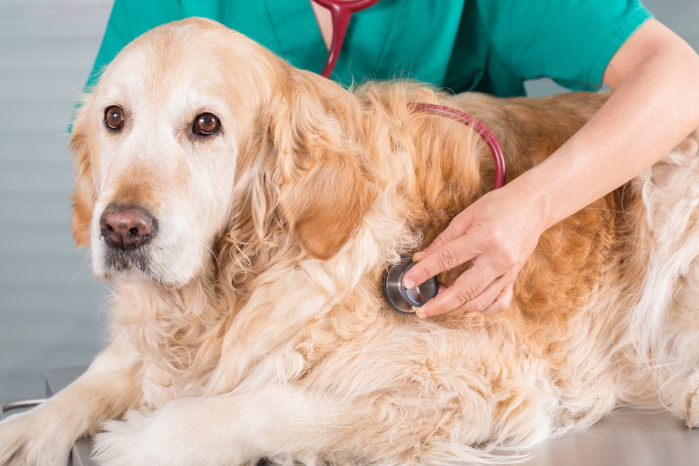 Veterinarian gently listening to a Golden Retriever's heart during a wellness checkup