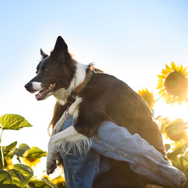 Green sustainable veterinary care practices at Animal Hospital Southwest Fort Worth TX
