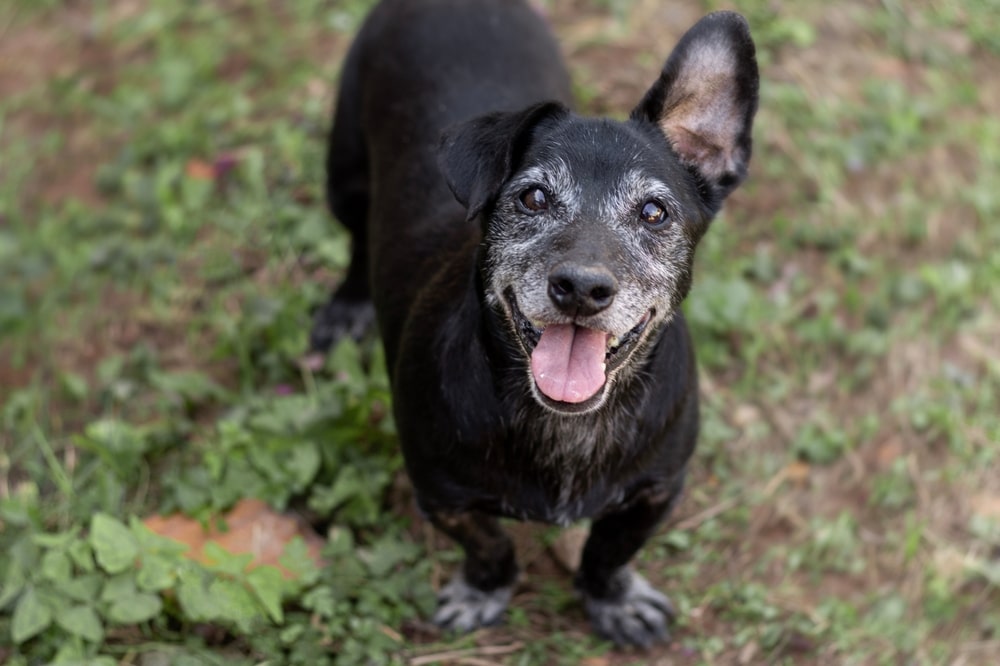 Happy senior mutt dog smiling outdoors, highlighting senior dog wellness care in Fort Worth TX