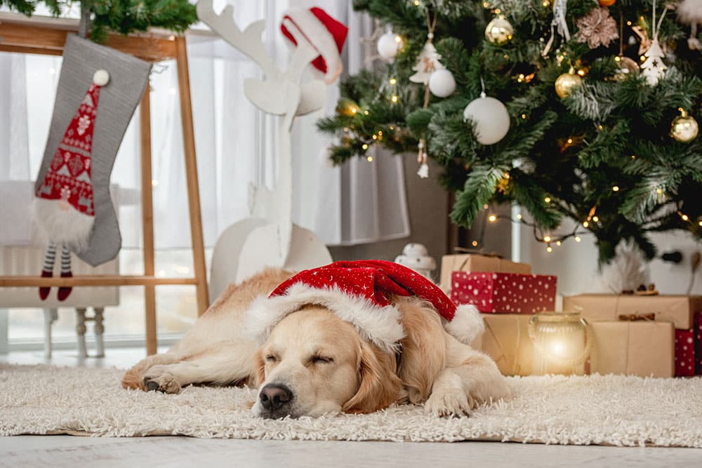 Golden Retriever dog in a Santa hat sleeping peacefully on a white rug next to a decorated Christmas tree, stockings, and wrapped presents.