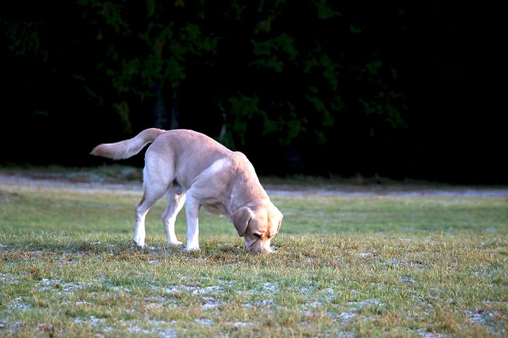 Owner searching for a lost dog in Fort Worth, TX — steps to take when your pet goes missing