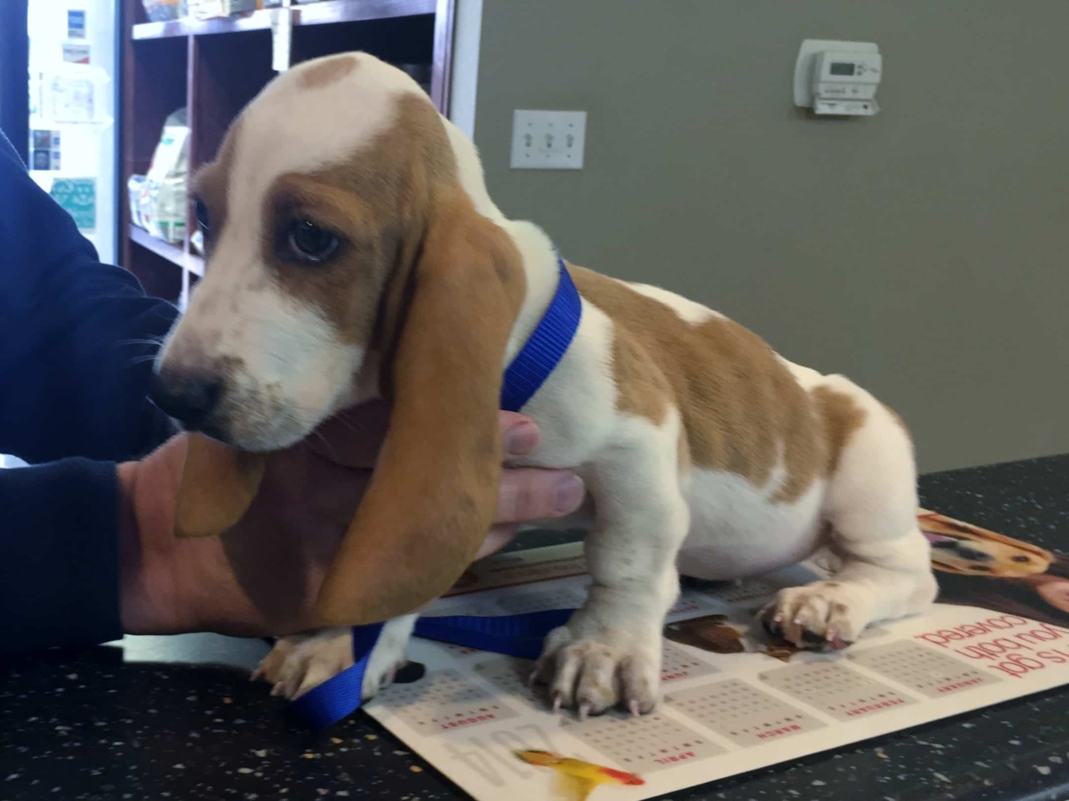 Bassett hound puppy