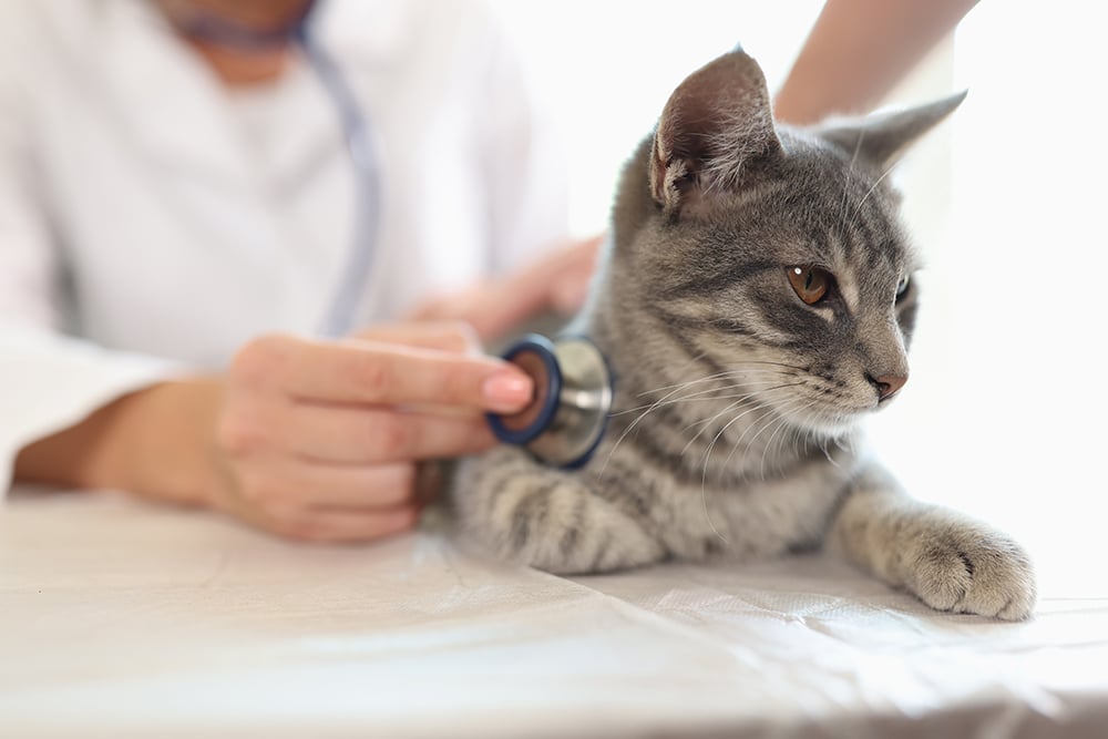 Veterinarian performing a routine physical examination on a kitten to evaluate its health and overall wellness.