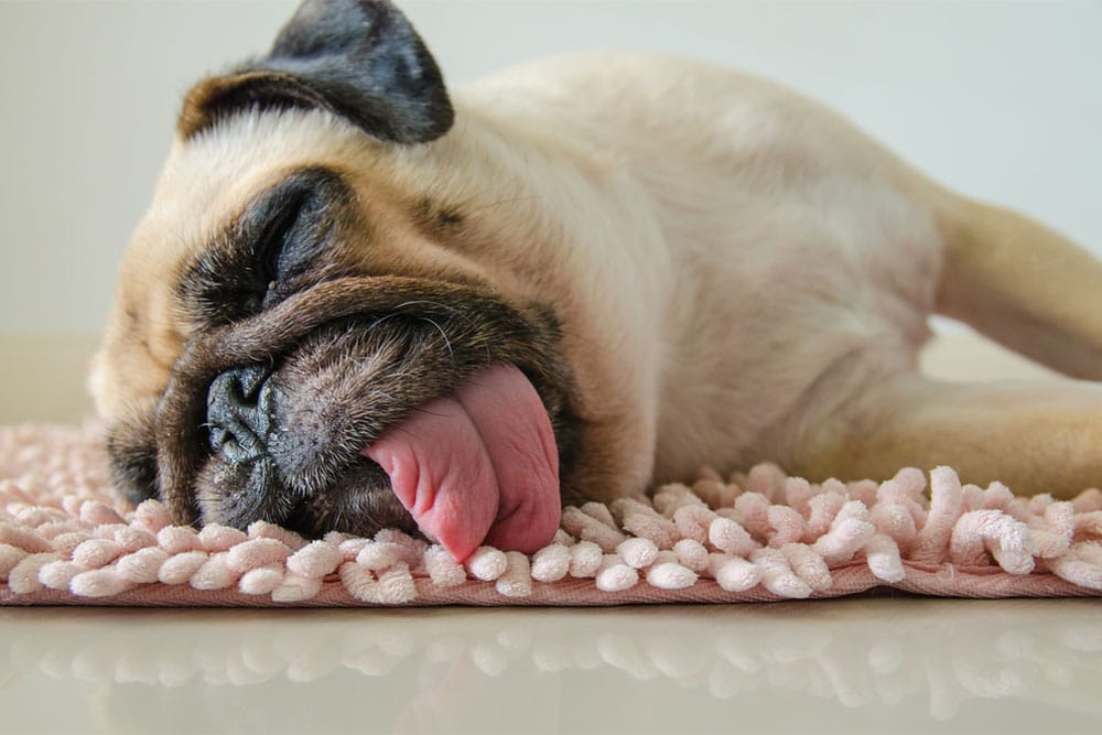 Lethargic pug resting on floor — recognizing signs of illness in dogs | Animal Hospital Southwest