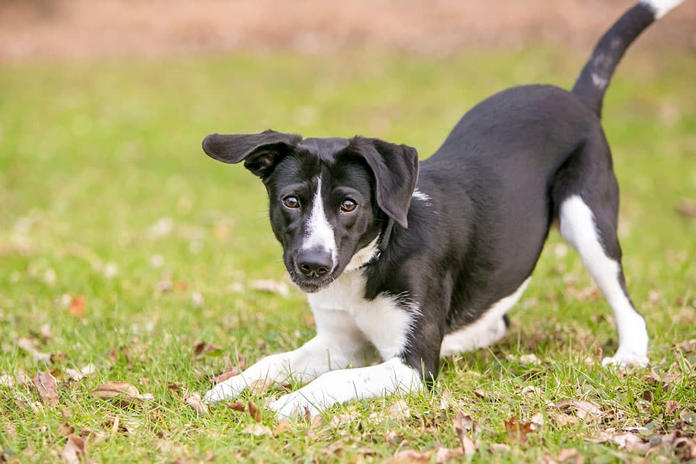 Lost dog on a city street — tips for finding a missing pet in Fort Worth, TX