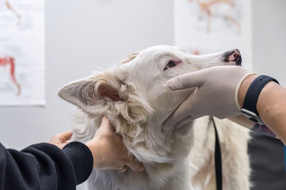 Dog scratching due to flea infestation — flea treatment and prevention advice from Animal Hospital Southwest