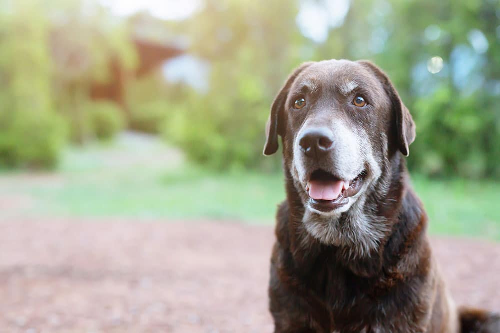 Overweight dog at a veterinary exam — managing pet obesity with proper diet and vet care