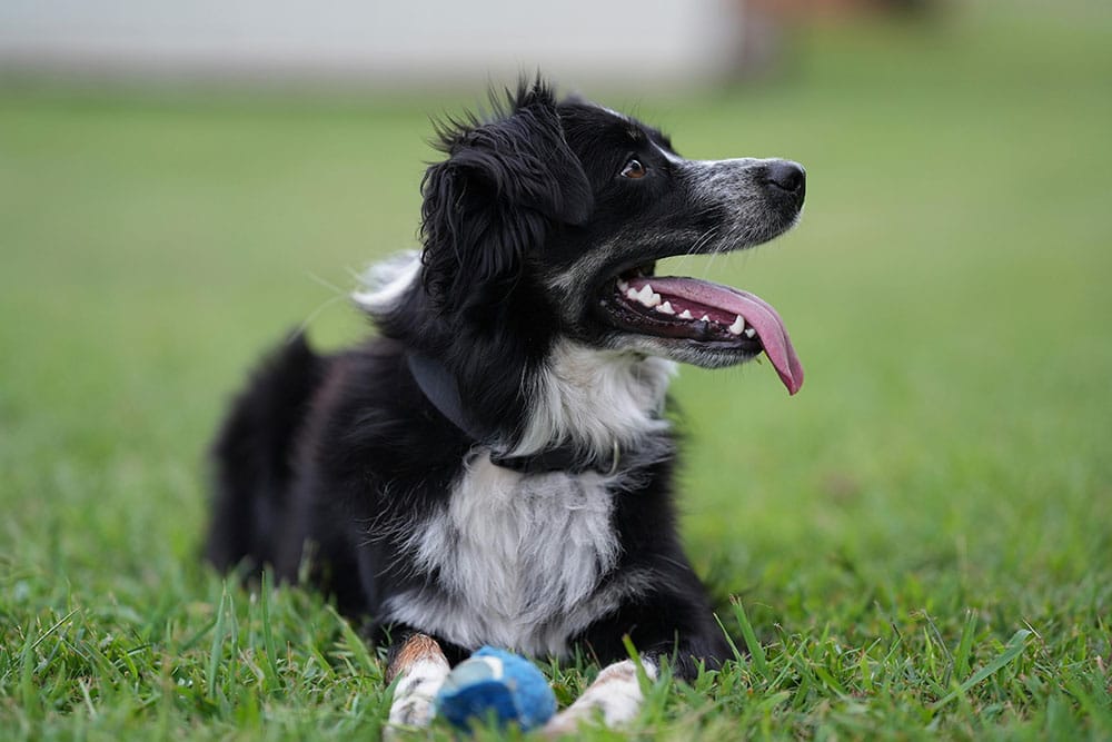 Animal Hospital Southwest open on Saturday for pet care appointments in Fort Worth, TX