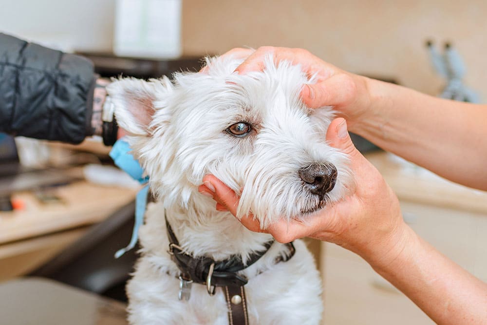 Heartworm parasite illustration showing risks of heartworm disease in dogs and cats