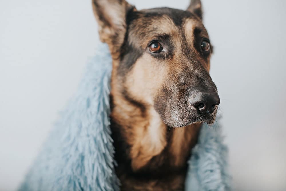 Veterinarian reviewing pet insurance options with a pet owner — vet's perspective on coverage