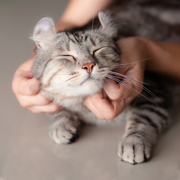 Happy insured pet with owner — pet insurance for veterinary care in Fort Worth, TX
