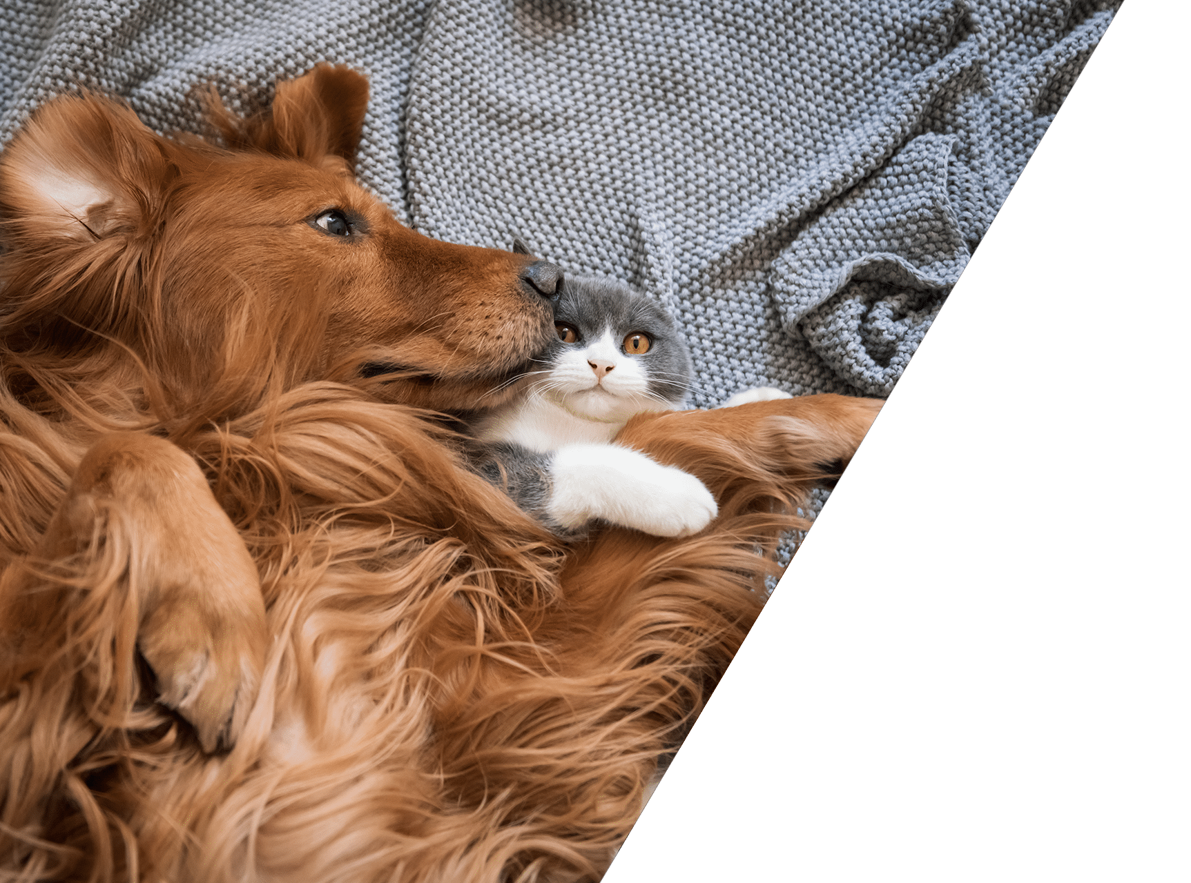 Pet insurance information and guidance at Animal Hospital Southwest Fort Worth TX

