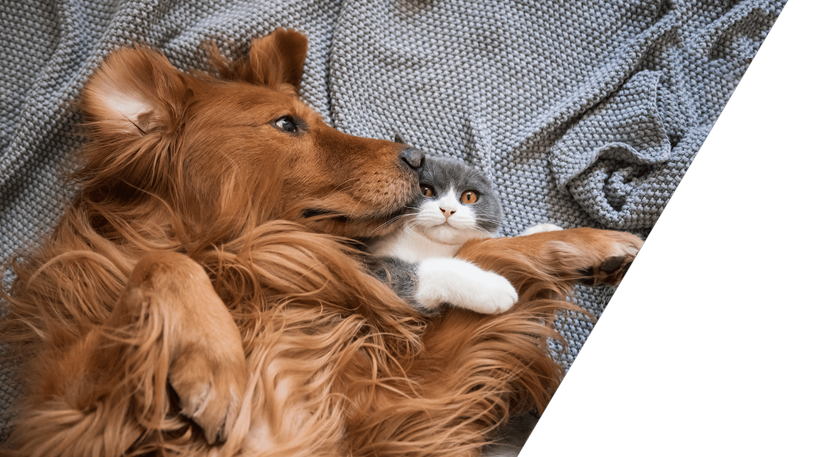 Pet insurance plans and coverage options at Animal Hospital Southwest Fort Worth

