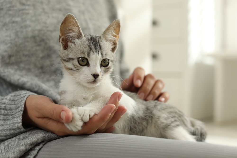 Woman holding a cute kitten at home, representing pet allergy care and human-animal bond support