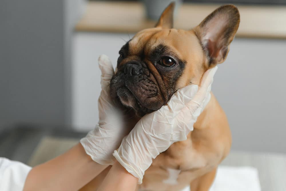 Veterinarian performing routine wellness checkup on a pet — regular vet visits for dogs and cats