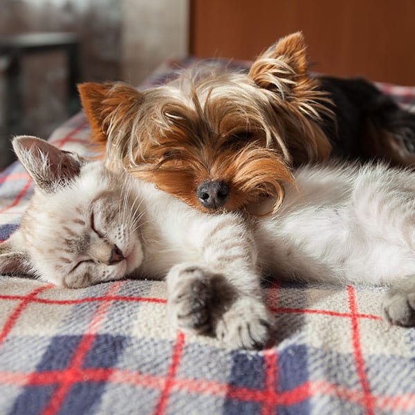 Pet owner and veterinarian discussing preventative care plan at Animal Hospital Southwest
