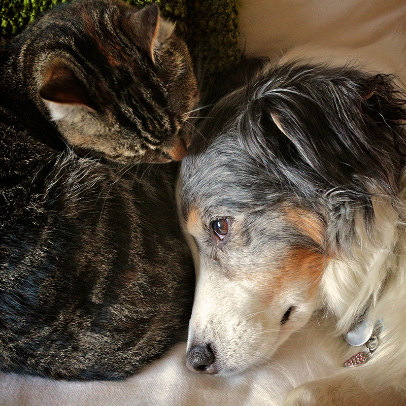Veterinary professional administering preventative care treatment to a dog or cat in Fort Worth
