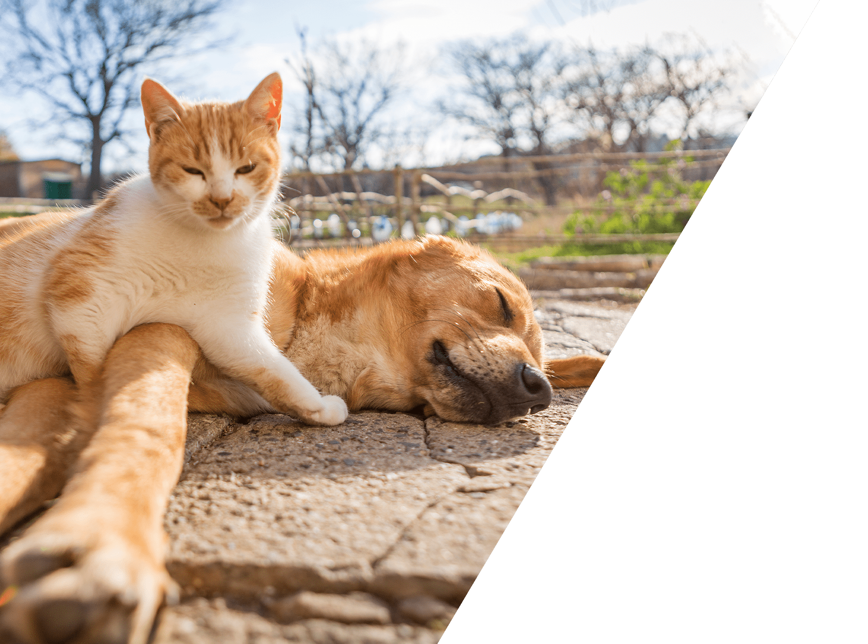 Preventative veterinary care at Animal Hospital Southwest Fort Worth TX
