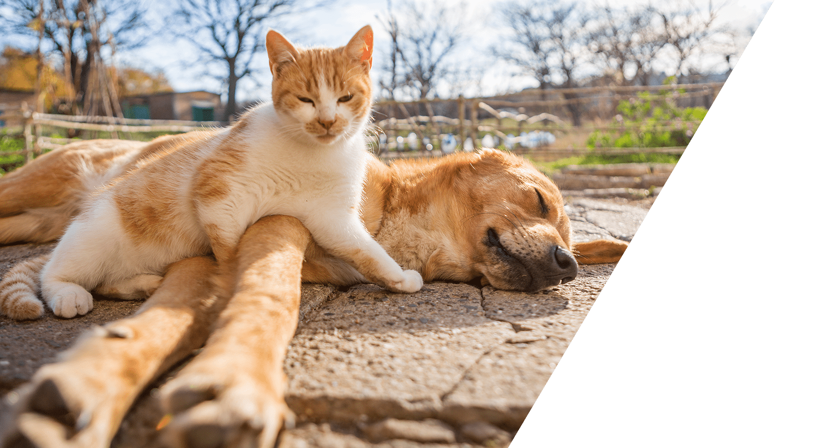 Preventative pet care services overview at Animal Hospital Southwest Fort Worth
